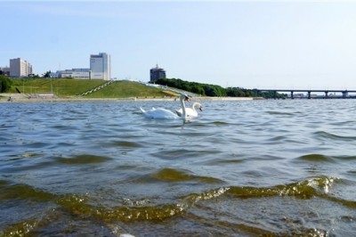 1 мая на Чебоксарский залив вернутся лебеди